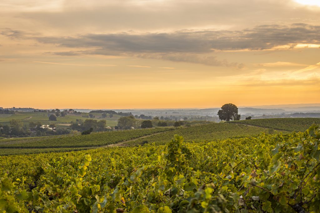 Paysage vignobles Tarn